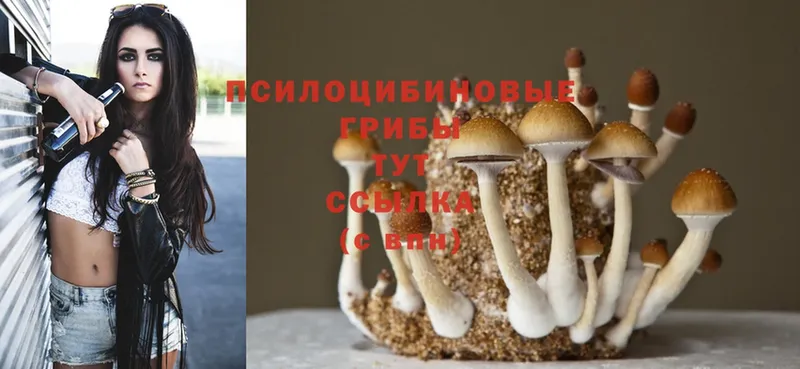 Галлюциногенные грибы Psilocybe  где купить   Артёмовск 